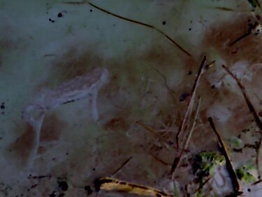 Crapaud dans la mare