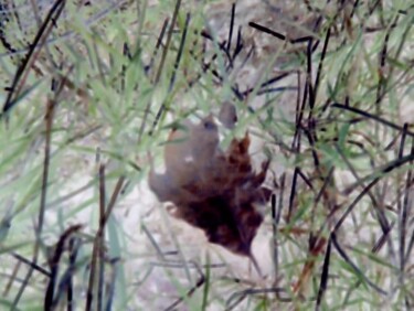 Feuille